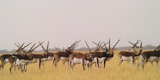 Things to do in Velavadar Blackbuck National Park
