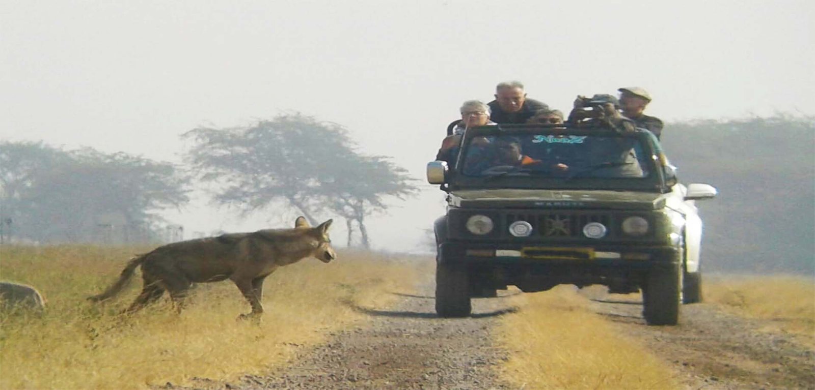 Safari in Blackbuck National Park
