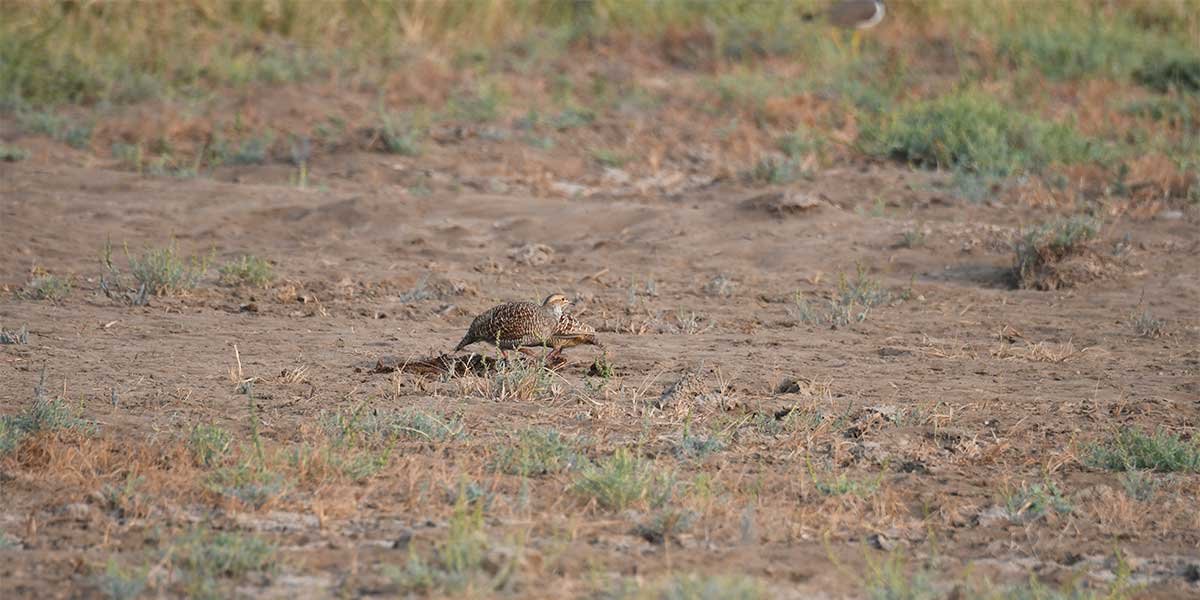 Safari in Velavadar Blackbuck National Park