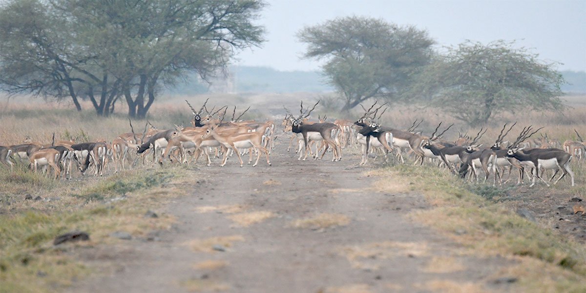 Velavadar Blackbuck National Park