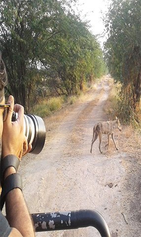 things to do in velavadar