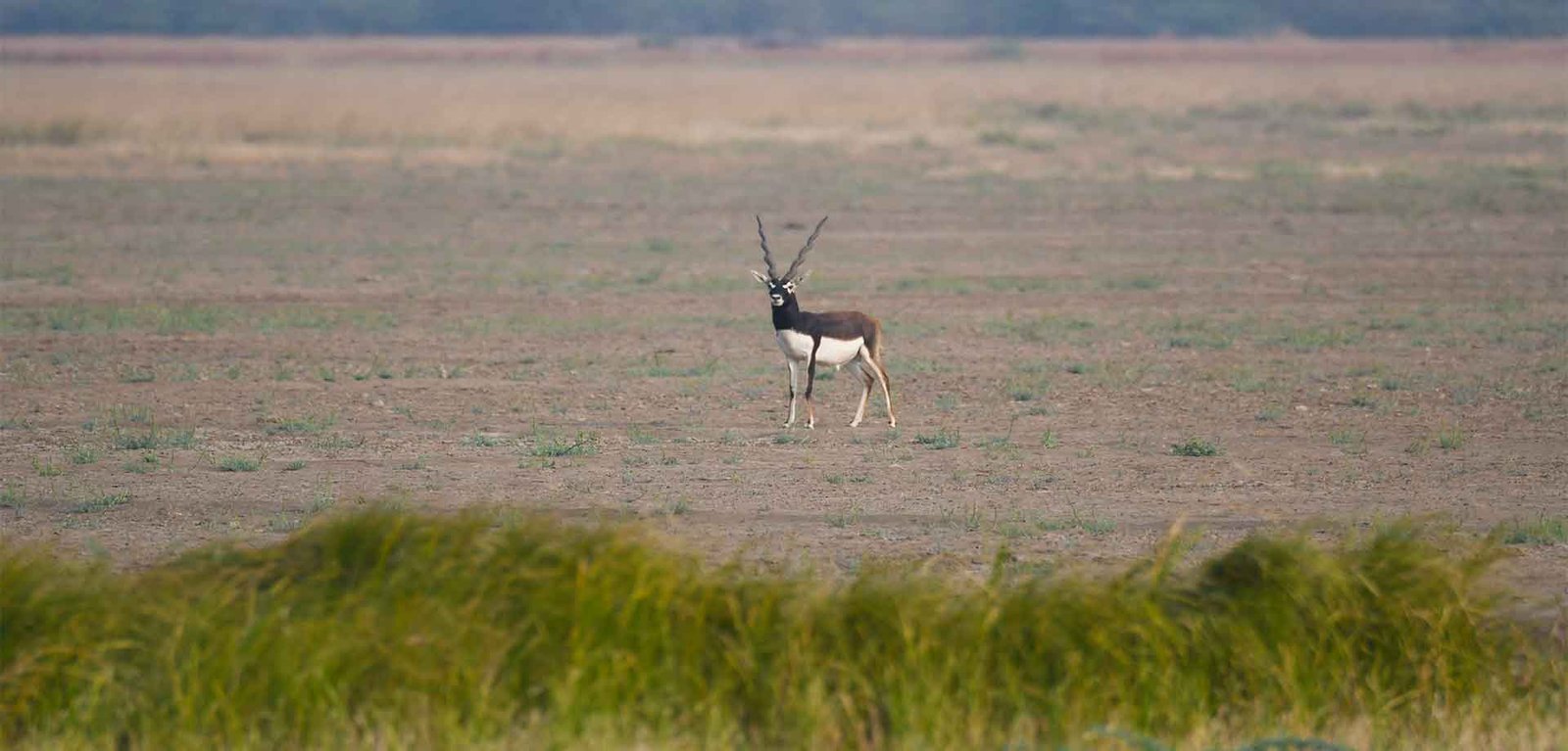 Hotels and Resorts in Blackbuck National Park