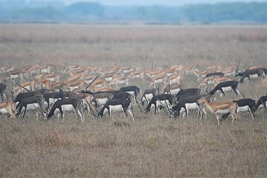 Velavadar National Park