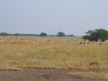 Safari in Velavadar Blackbuck National Park