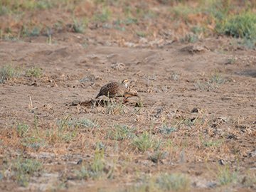 Velavadar National Park