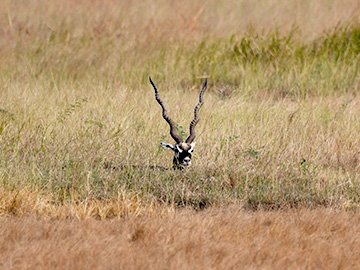 Lodges in Velavadar Blackbuck National Park
