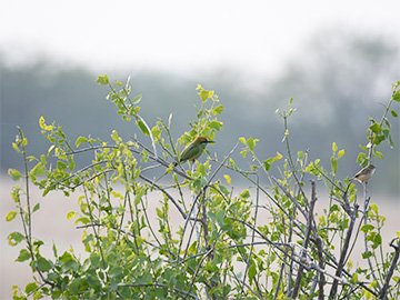 Safari in Velavadar Blackbuck National Park