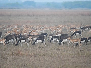 Safari in Velavadar Blackbuck National Park