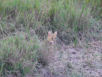 Safari in Velavadar Blackbuck National Park