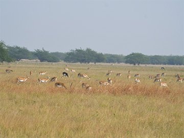Velavadar National Park