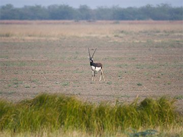 Safari in Velavadar Blackbuck National Park