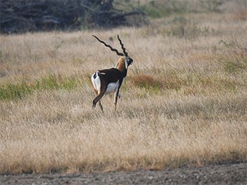 Safari in Velavadar Blackbuck National Park