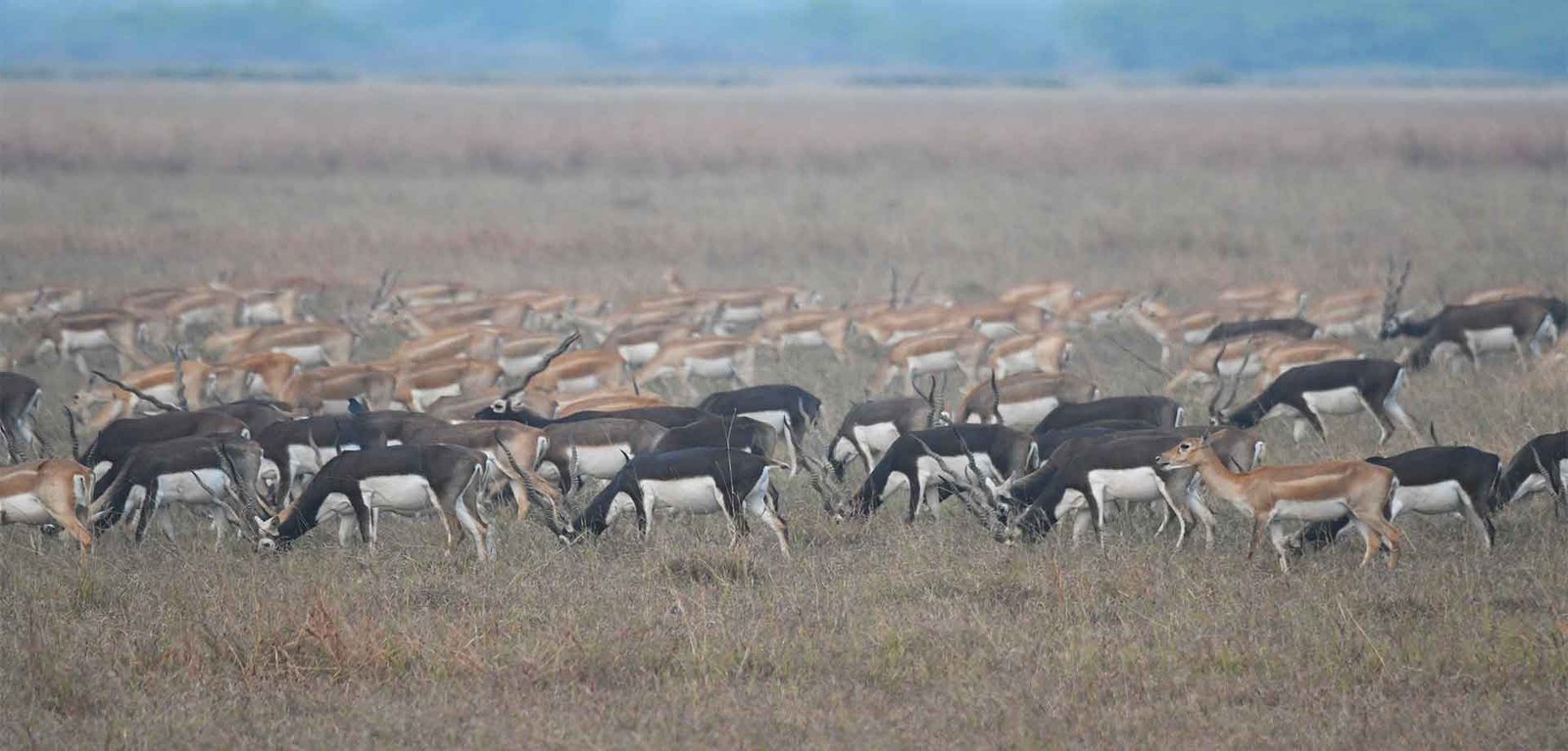 About Velavadar Blackbuck National Park