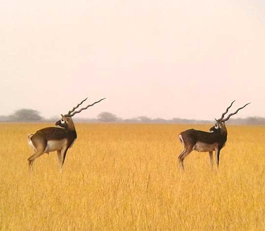 Wildlife of Velavadar Blackbuck National Park