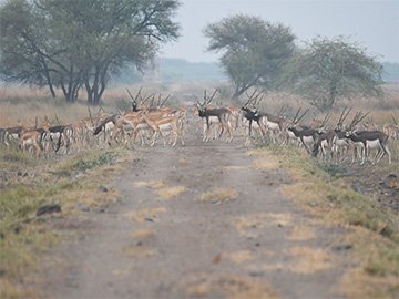 Velavadar National Park