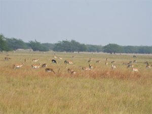 Velavadar National Park