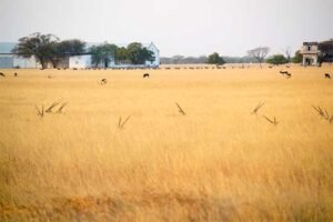 blackbuck-lodge