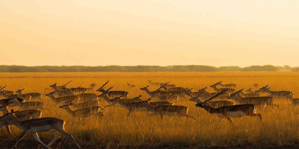 Wildlife-at-Blackbuck-National-Park-Velavadar0